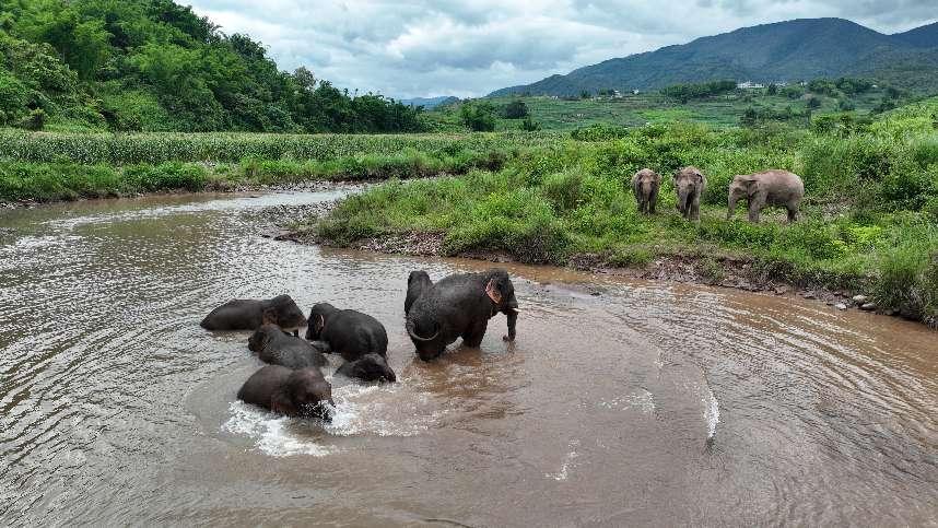 野生亞洲象組團泡澡降溫解暑。何有剛攝